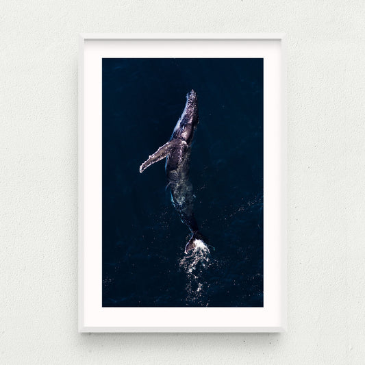 Archback Whale