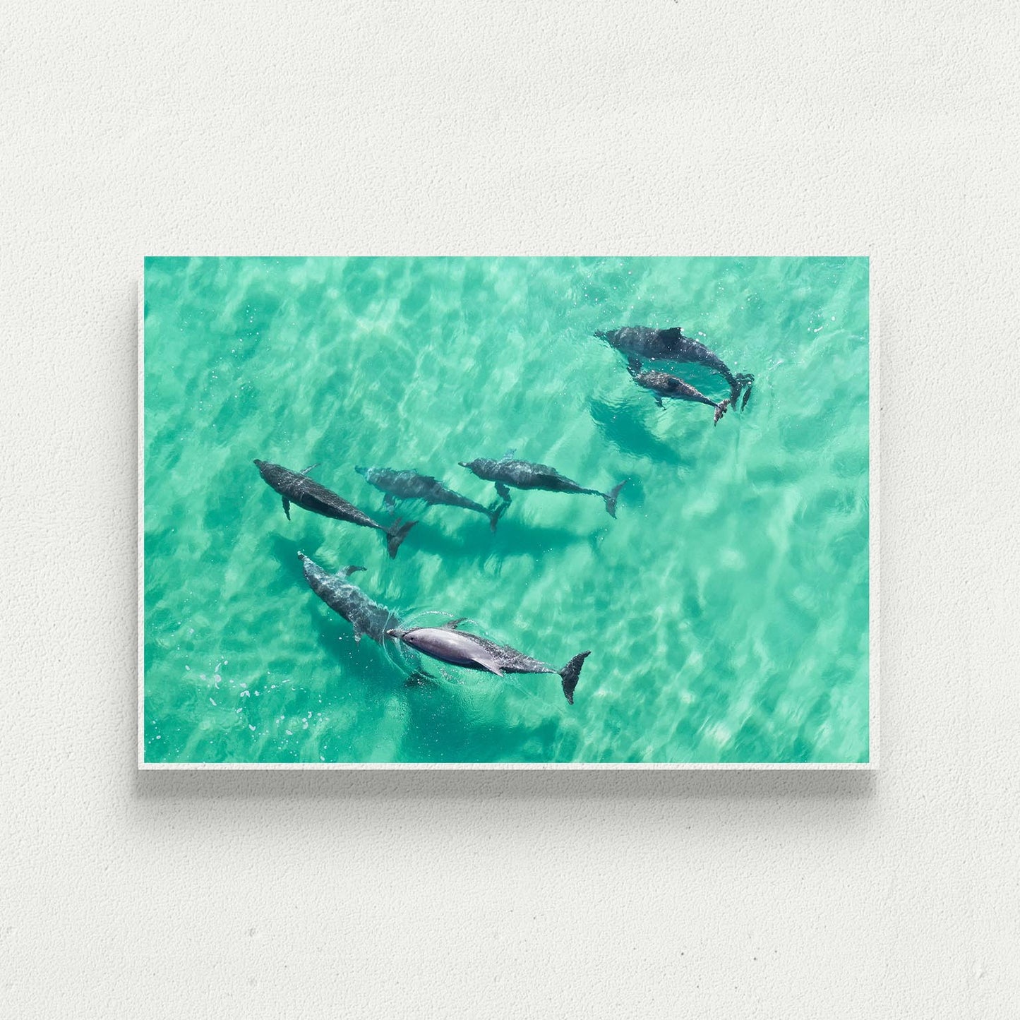 Bottlenose Bliss