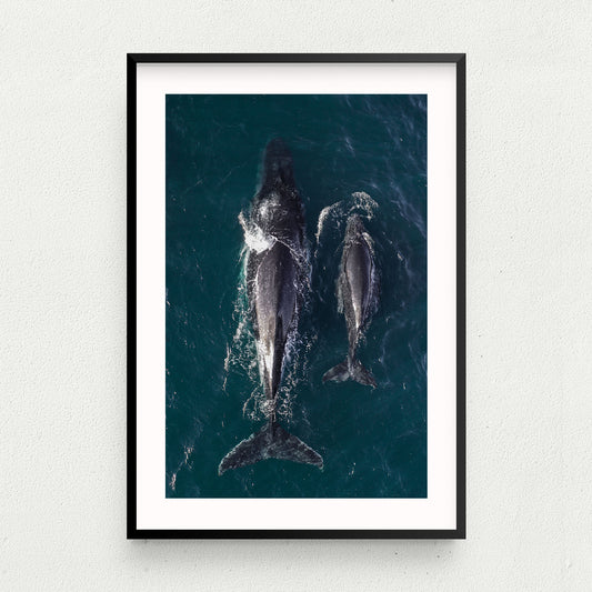 Twin Fin