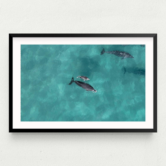 Bottlenose Baby