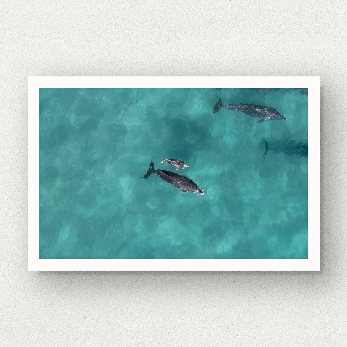 Bottlenose Baby