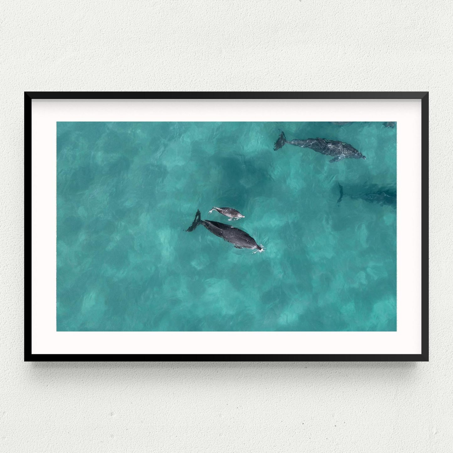 Bottlenose Baby