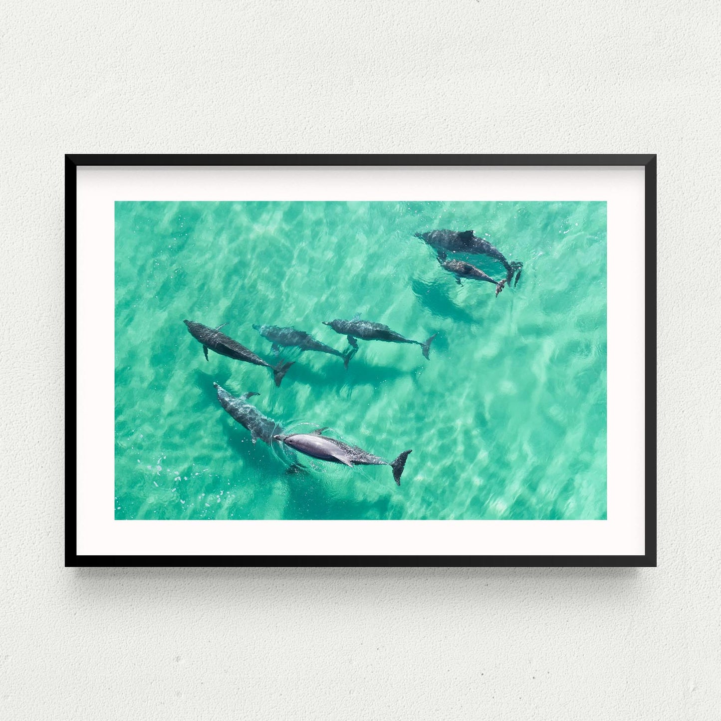 Bottlenose Bliss