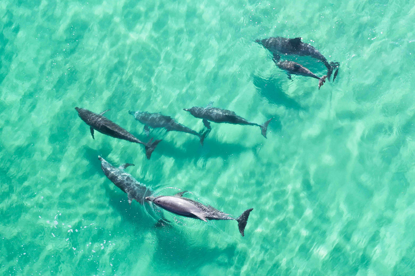 Bottlenose Bliss