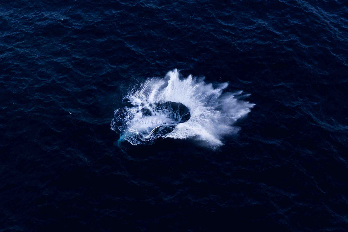 Whip Splash