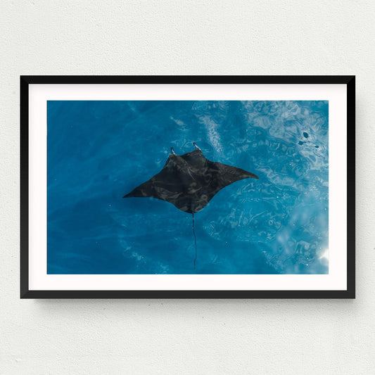 Manta Print