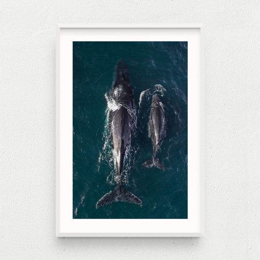 Twin Fin